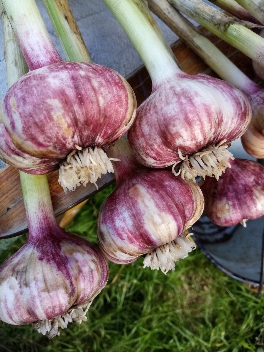 вот такой вырос 12 августа