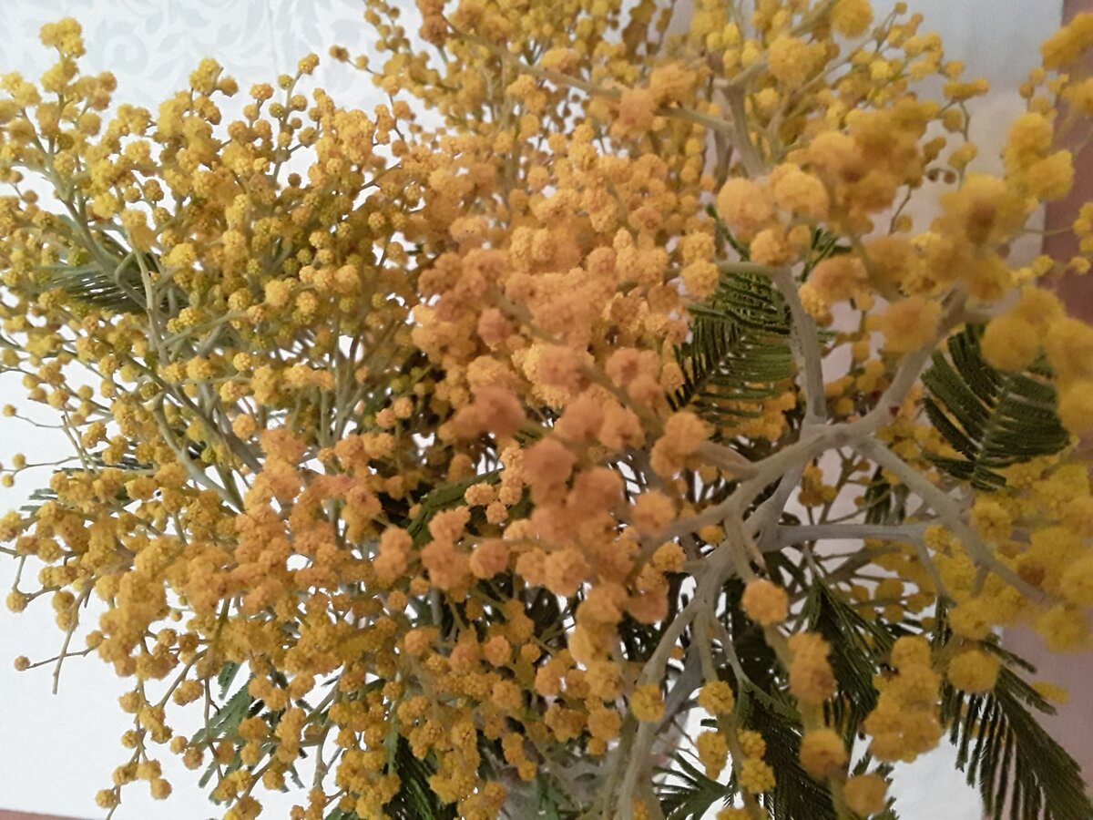 Со сторублевой ветки получился большой букет