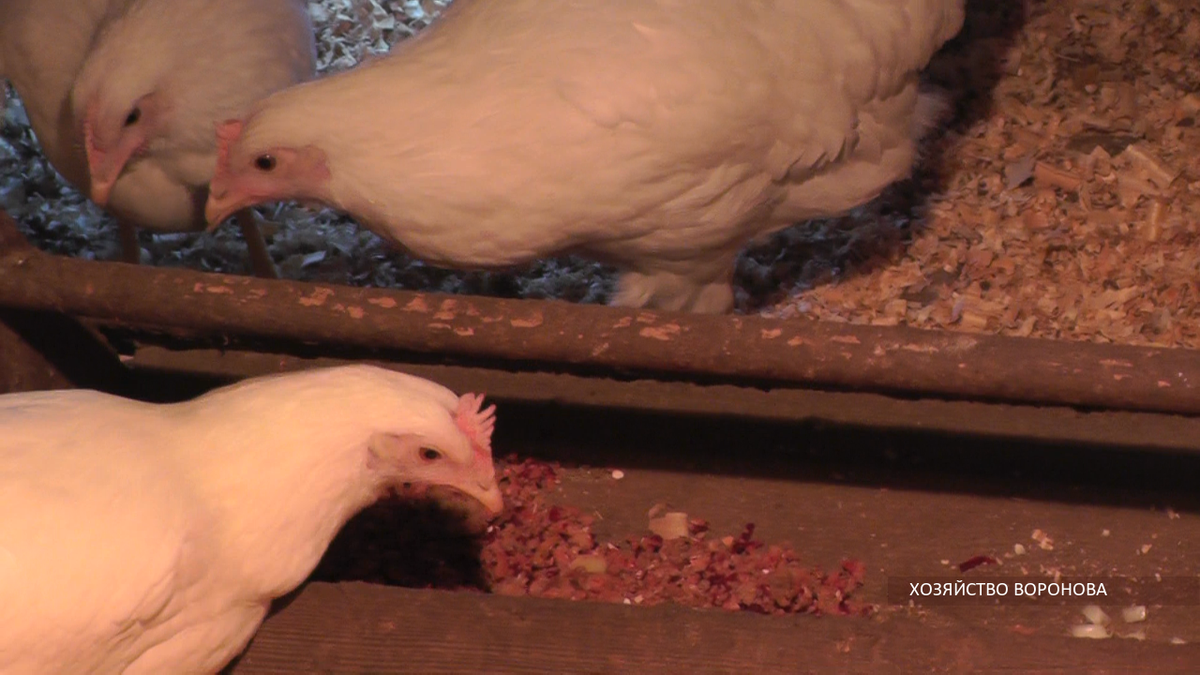 Куры в курятнике утром едят мешанку