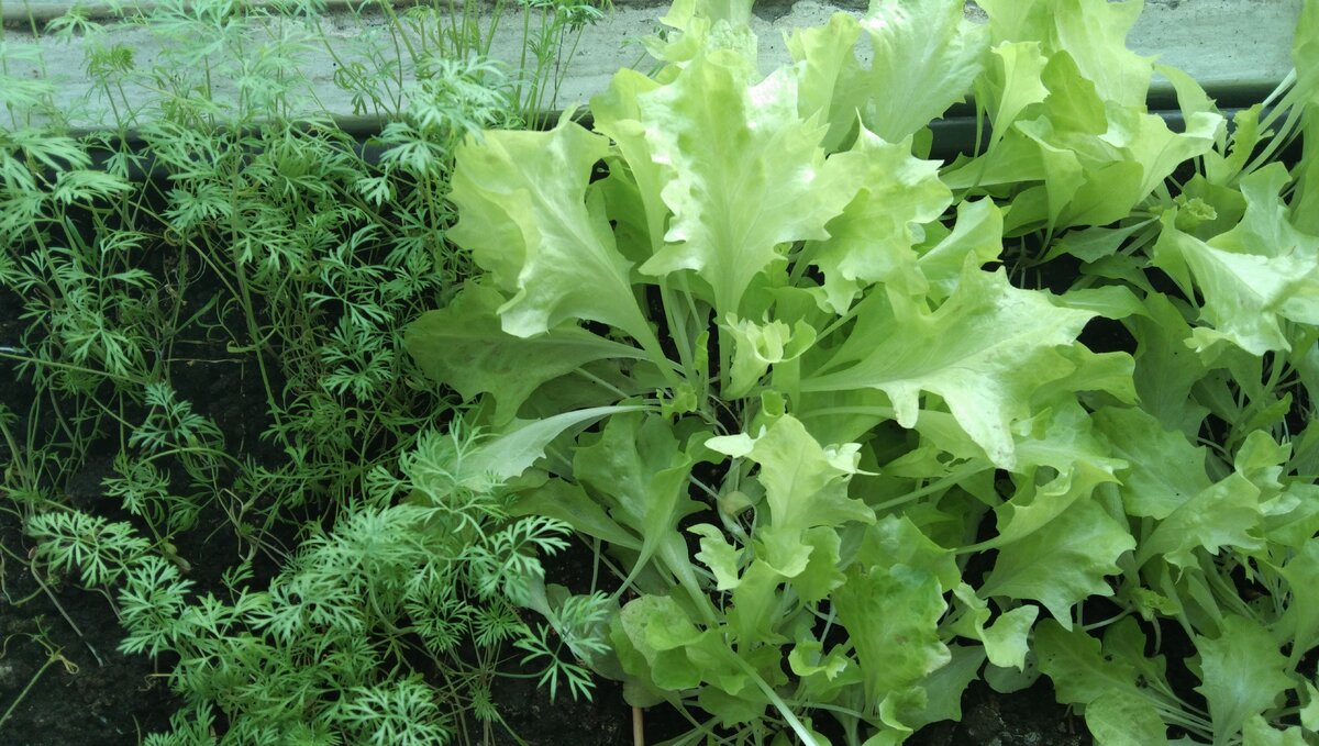 Салат лолло-росса и укроп сорта Мамонт.