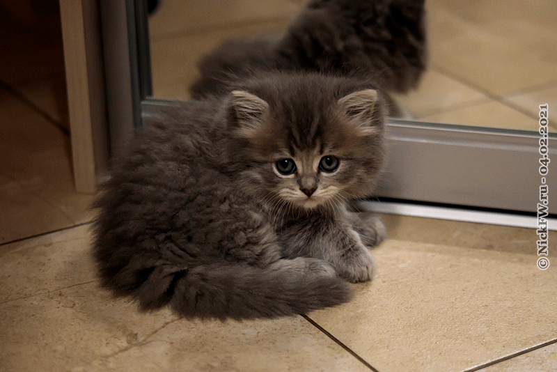 2. Масик © NickFW.ru — 04.02.2021г.