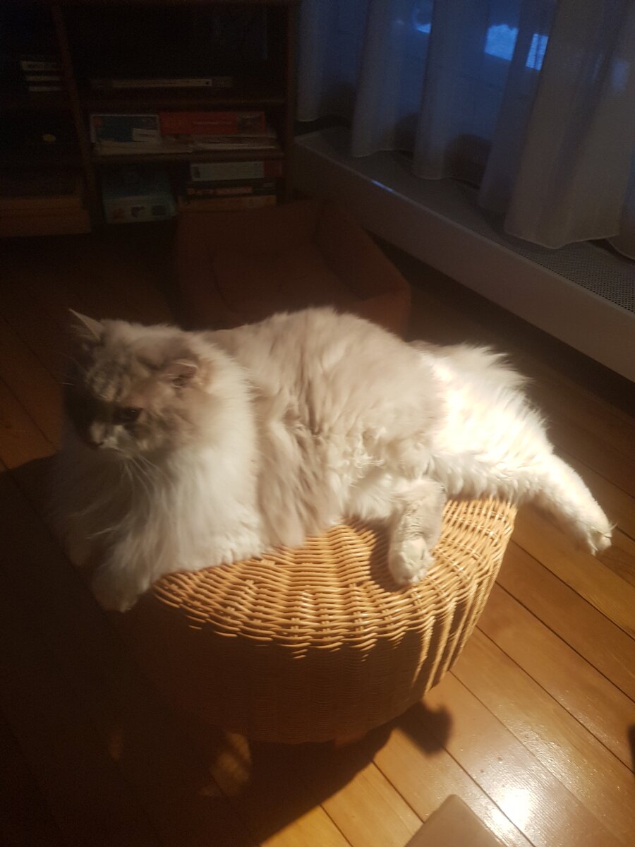 Кот, просто кот