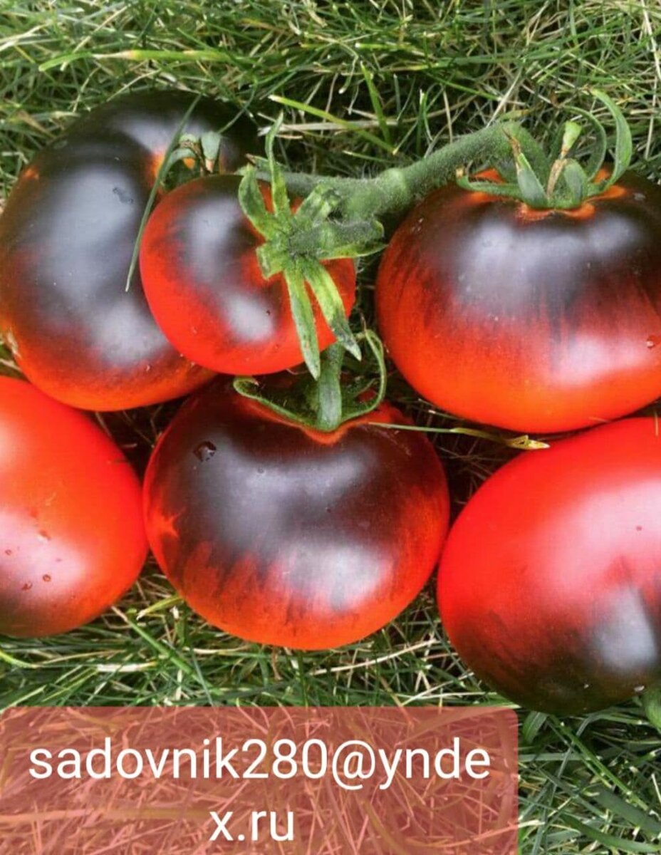 Слабое плодообразование вероятнее всего это следствие слишком низкой или высокой температуры (ниже +14 С или выше + 30 С) низкая влажность воздуха плюс избыток азота.