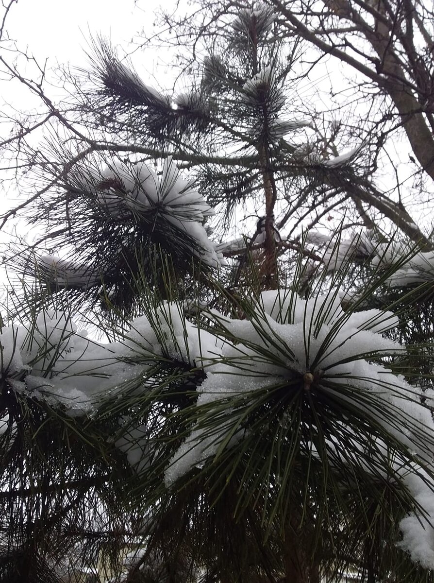 Зима балует Крым снегом. За эти зимние месяцы дважды шел снег.