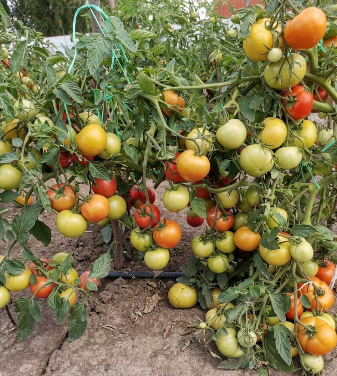 ольга фомичева огородник. ольга фомичева сорта помидор. огородник из рязани ольга фомичева. огородник из рязани томаты сорта. огородник из рязани ольга фомичева сорта томатов.