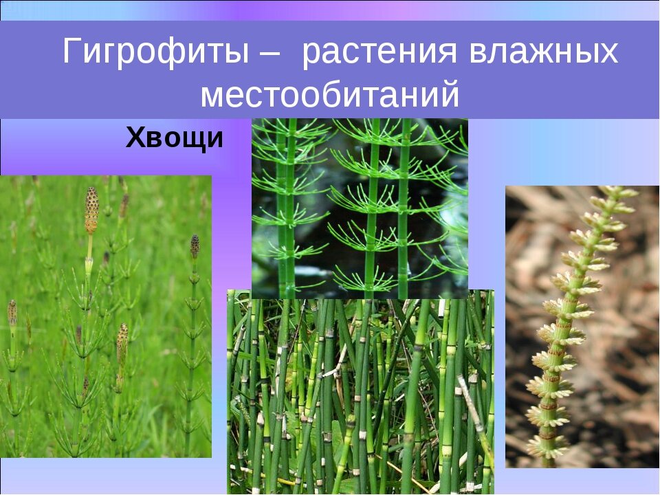 Гигрофиты место обитания. Папоротник это мезофит. Гигрофиты и гидрофиты. Гидрофиты гигрофиты мезофиты. Гидрофиты гигрофиты мезофиты и ксерофиты.