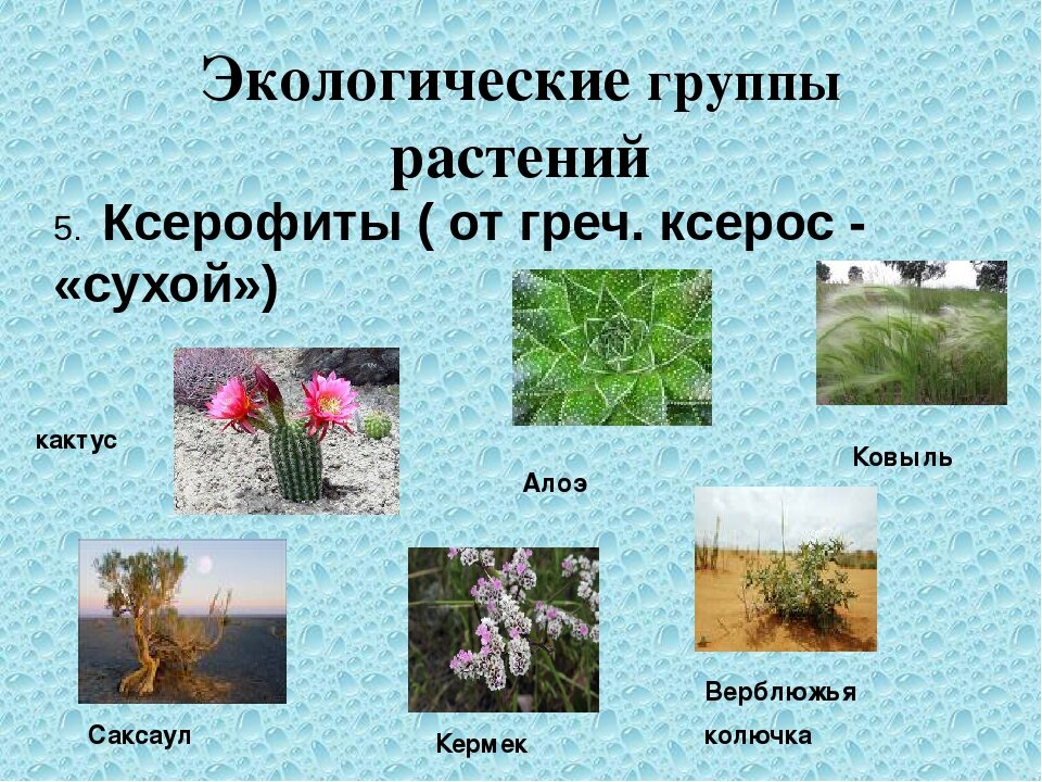 Суккуленты места обитания приспособления примеры растений Фото МЕСТО ОБИТАНИЯ РАСТЕНИЙ