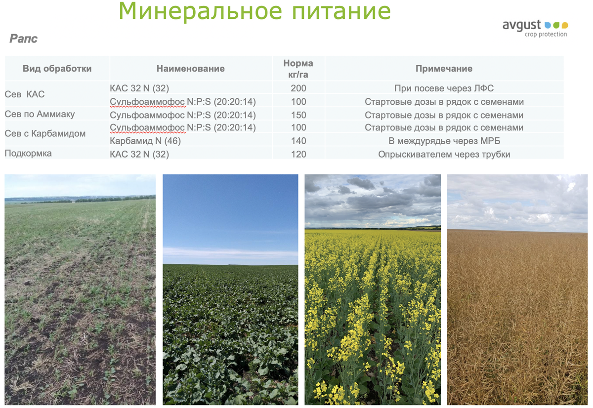 Схема питания рапса озимого. Озимый рапс. Урожай рапса. Посев рапса.