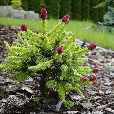 Ель Акроконa