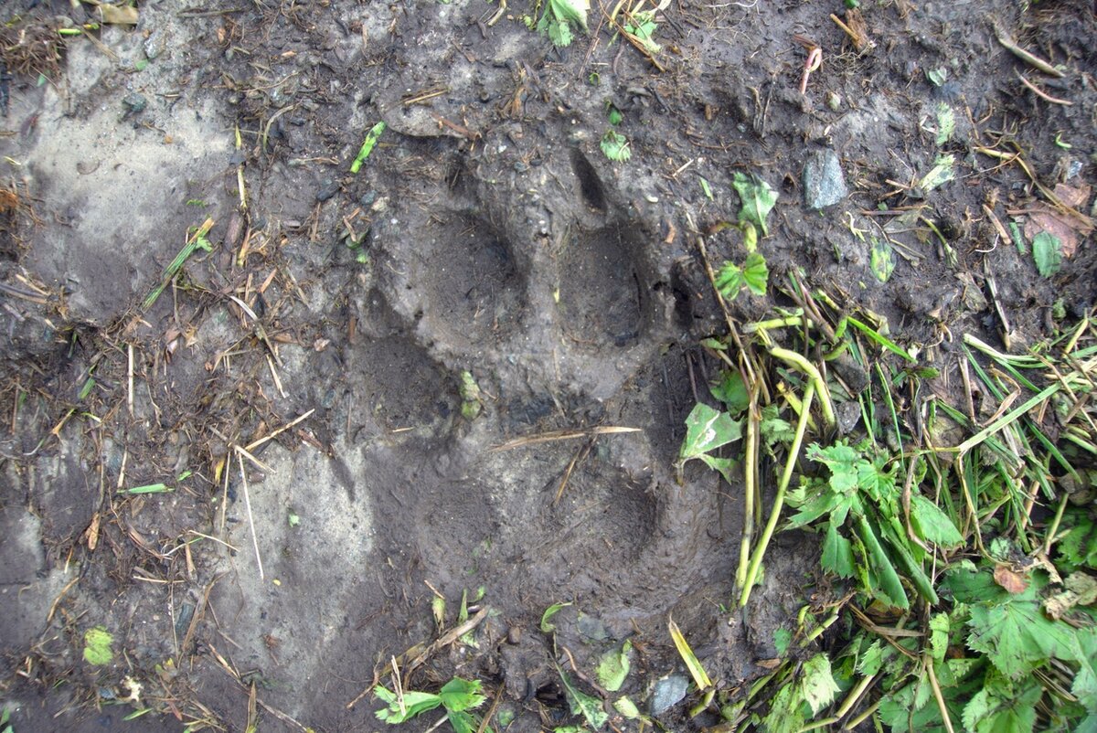 Волчий след