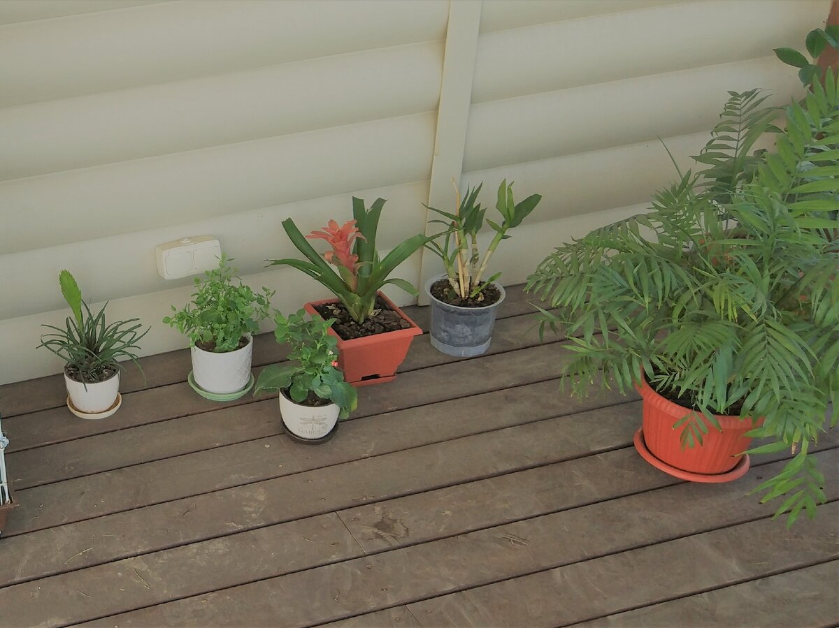 Вриезия, Каланхоэ, Гузмания, Дендробиум и Хамедорея