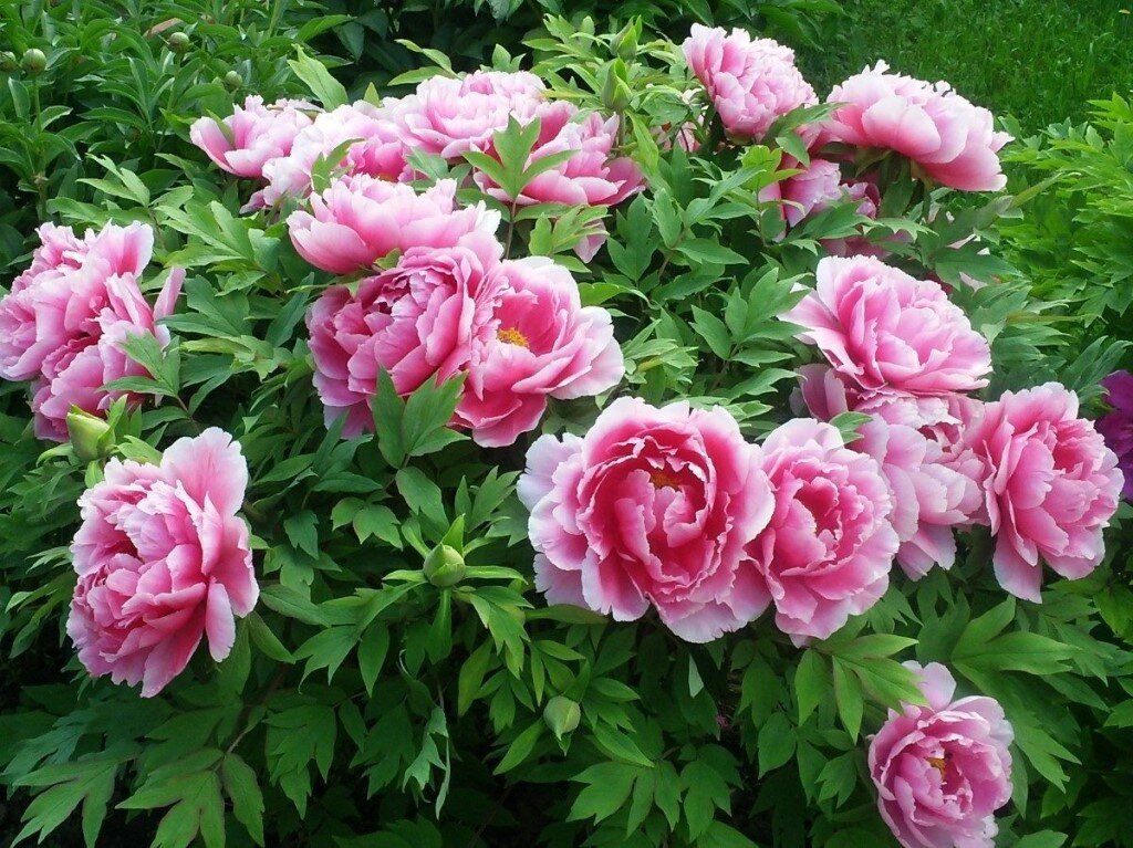 Источник фото: kolomsad.ru