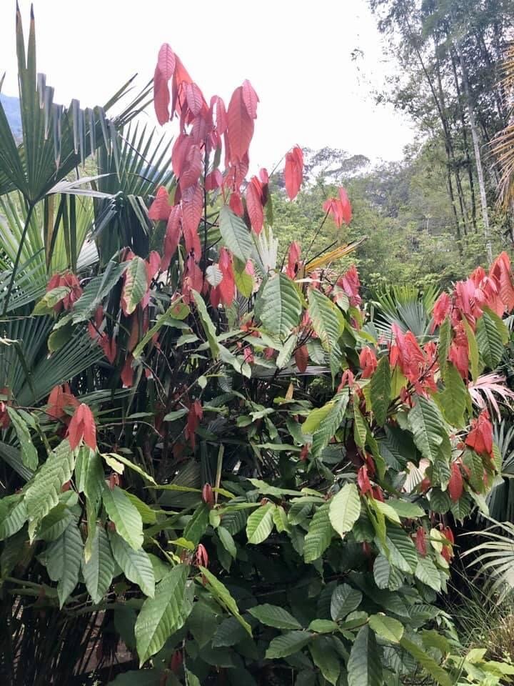 Дерево какао