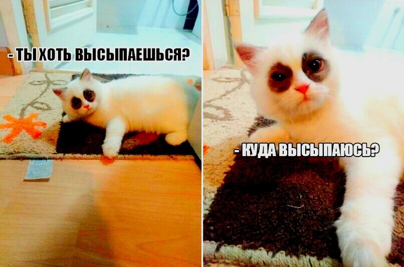 Та самая картинка. Источник: Яндекс картинки 