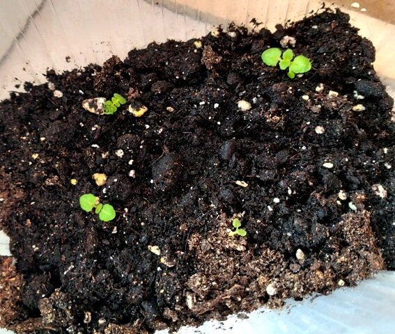 Всходы глоксинии в возрасте 3 недели