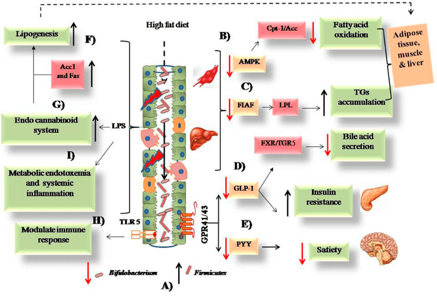 Возможные механизмы связи питания с высоким содержанием жира и ожирением. Например, А) диета с высоким содержанием жиров приводит к изменению кишечной микрофлоры - увеличение бактерий Firmicutes и снижение - Bifidobacterium. 