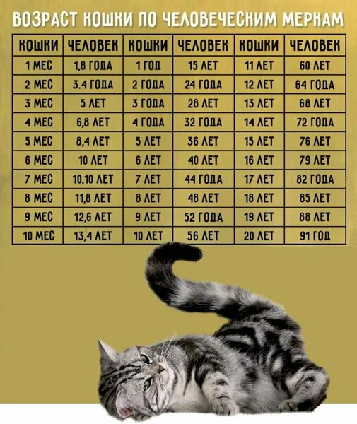 как считать возраст кошки по человеческим годам