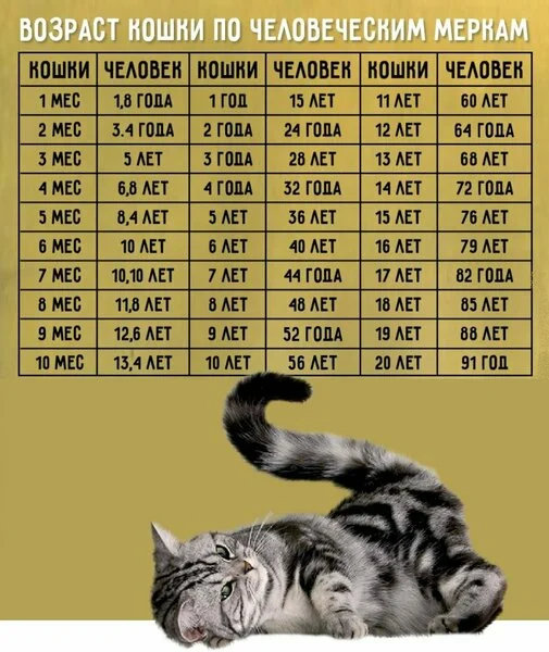 если кошке 9 лет сколько это по человечески