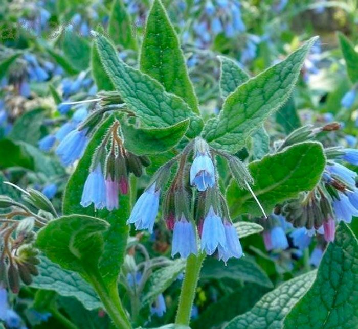 Источник: Интернет