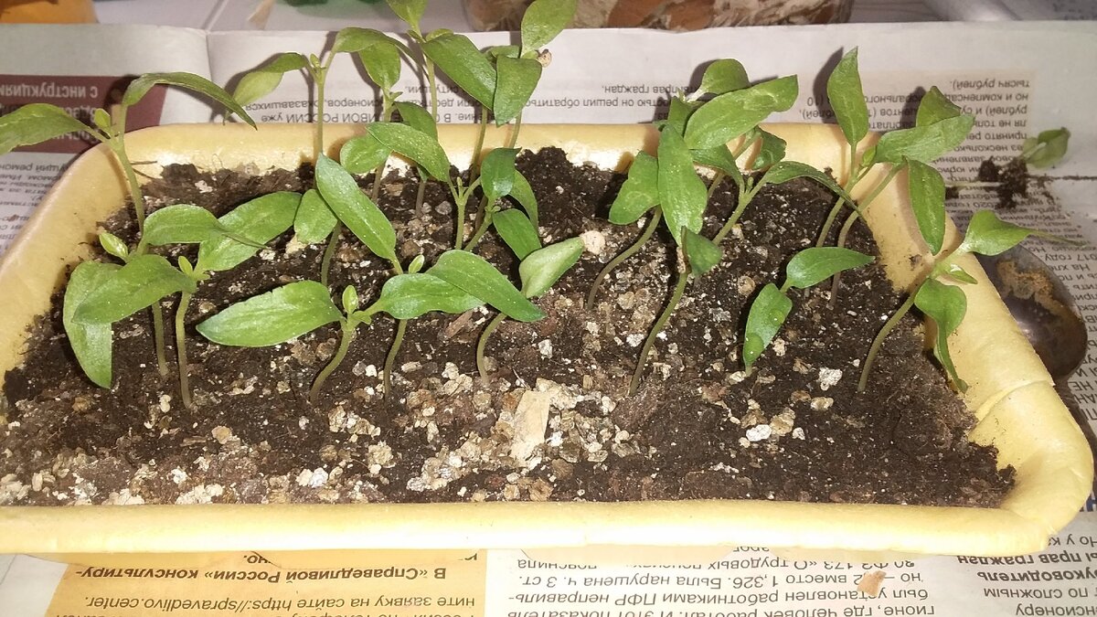 перцы до подкормки