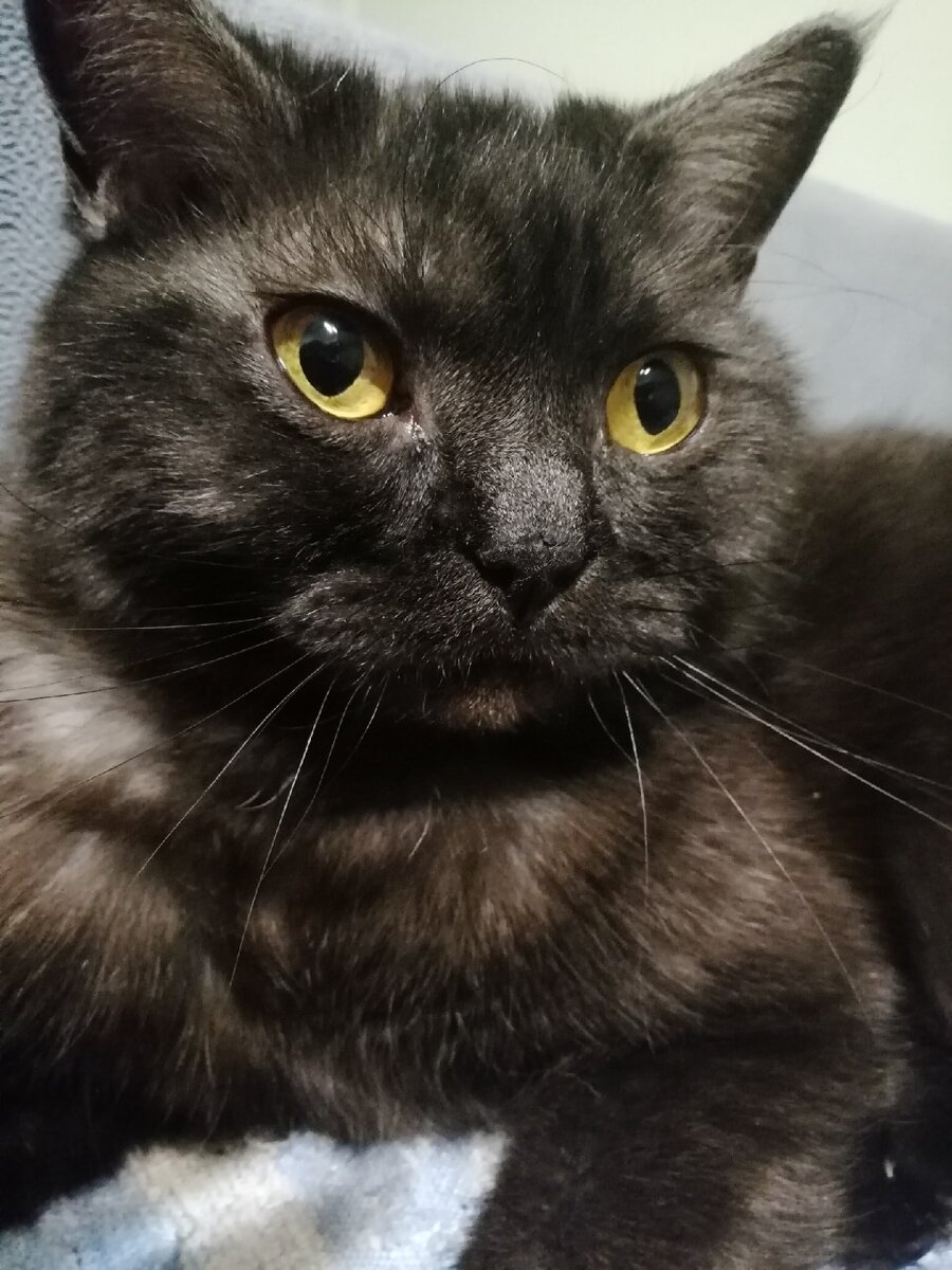 Просто очень серьезная Кошкинья для украшения статьи