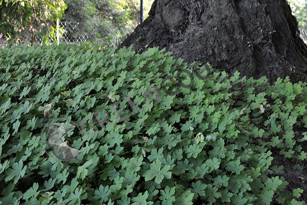  Гера́нь лесна́я (лат. Geránium sylváticum) — вид многолетних, травянистых растений рода Герань (Geranium) семейства Гераниевые (Geraniaceae).