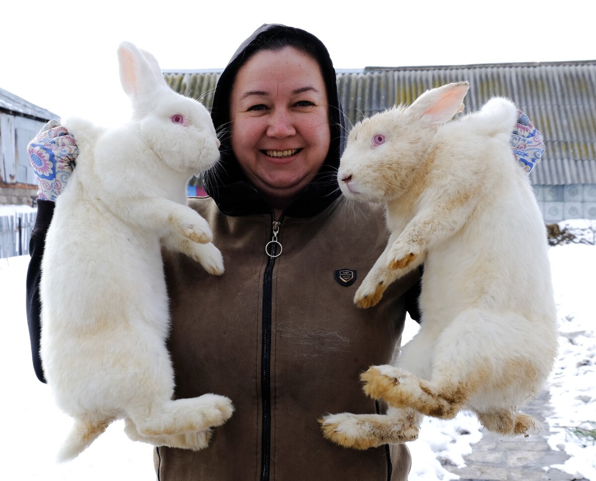 Новозелландцы: грязный - самец