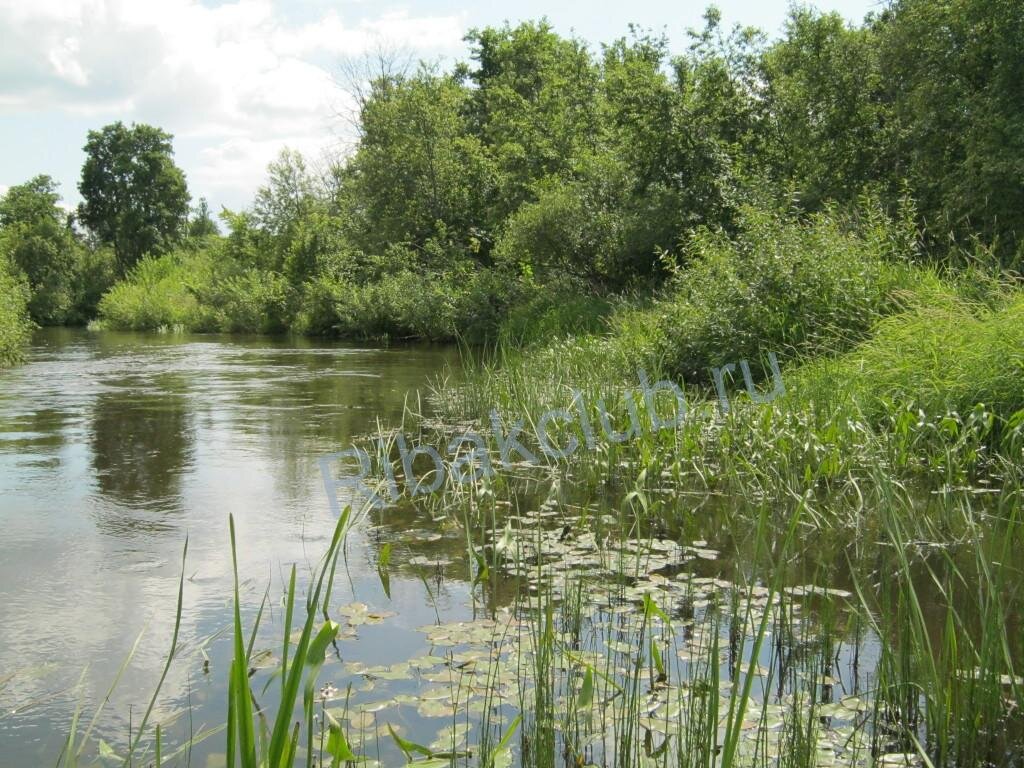 Береговая линия водоёма заросшая