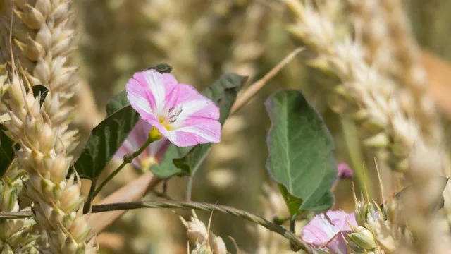 У пшеницы и вьюнка оказывается взаимопомощь