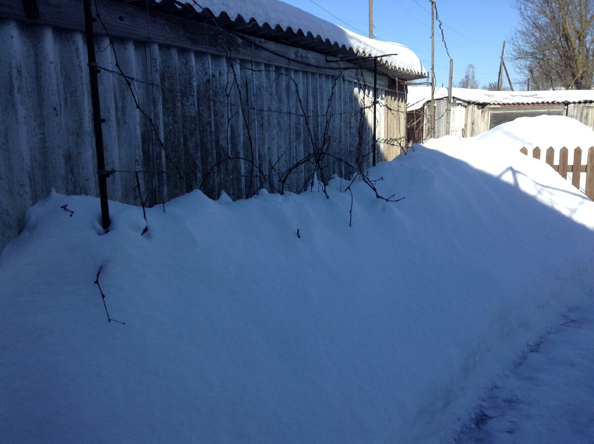 укрыли снегом виноград