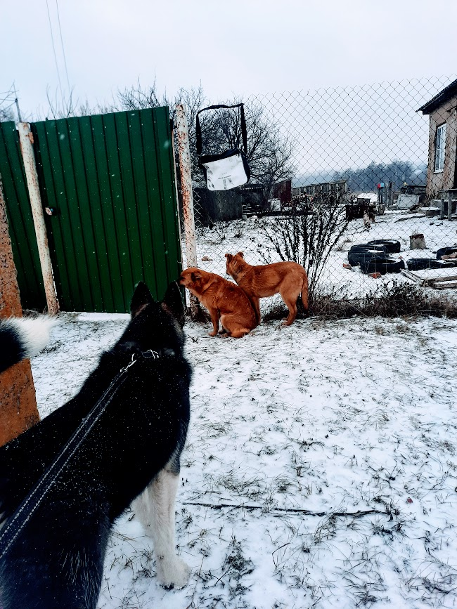 Мимо этих собак мы с Ледой проходим, когда идём гулять в поля. Нас всё время обгавкивают и строжаться, но Леда грозно готова меня защищать. Вот они уже и испугались.
