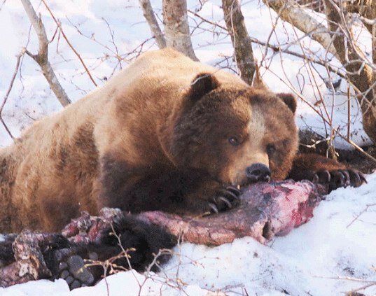 Медведь под номером 122 наслаждается своей добычей.
