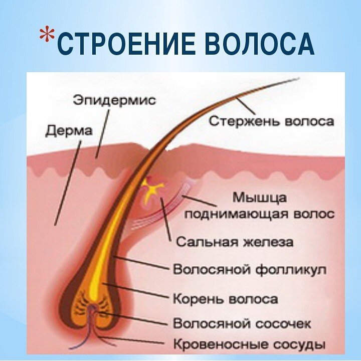 Определи где образуются вещества смазывающие волосы человека на картинке