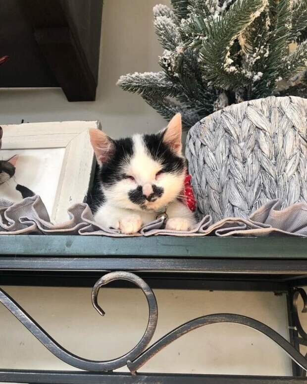 Излюбленное место Мелвина. Источник фото: https://givepaw.ru/blog/43472459726/ZHenschina-sluchayno-uslyishala-krik-slepogo-kotyonka-v-priyute-