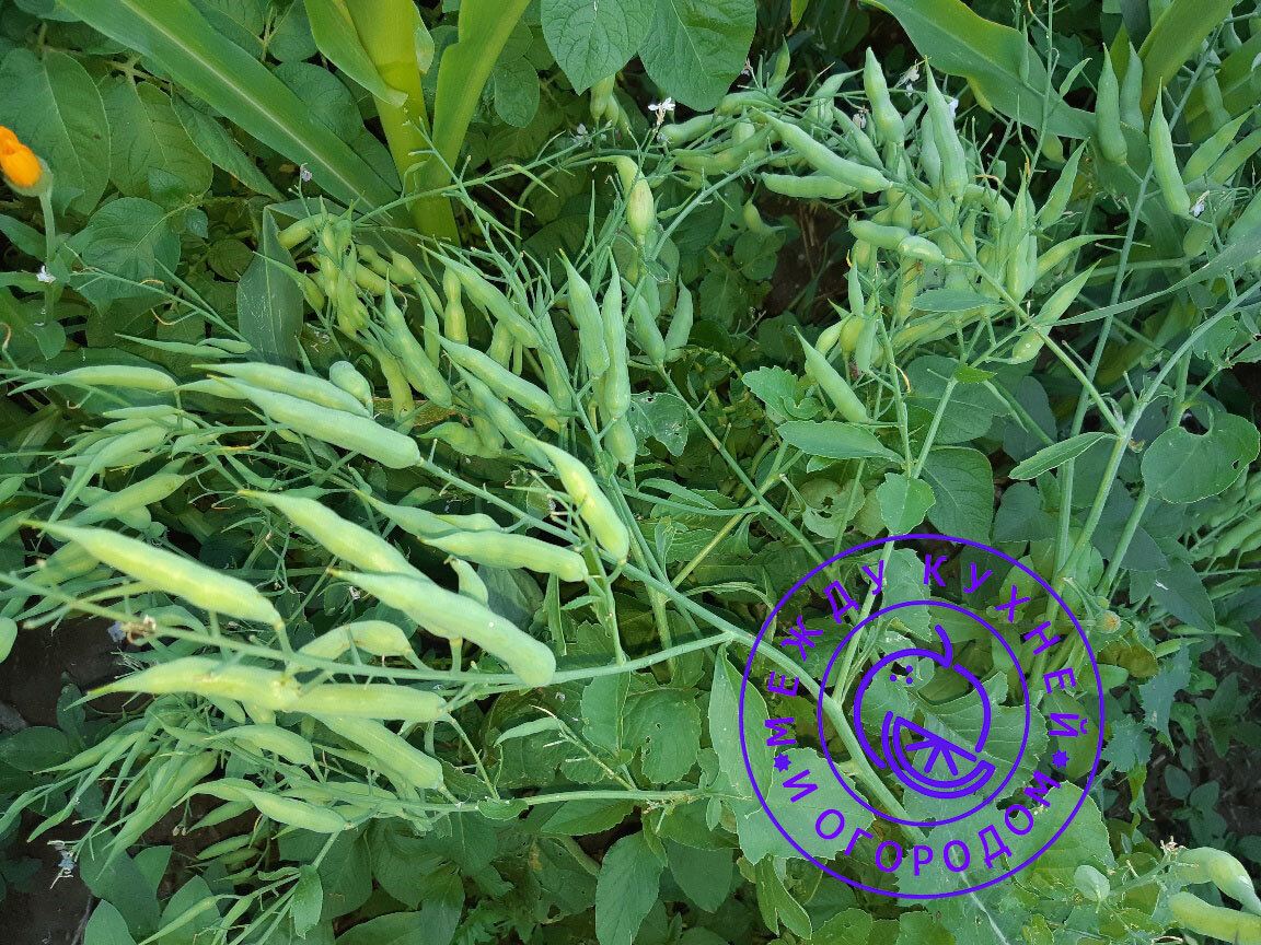 Не забудьте поставить лайк и подписаться на канал! Редька масличная. Фото автора.