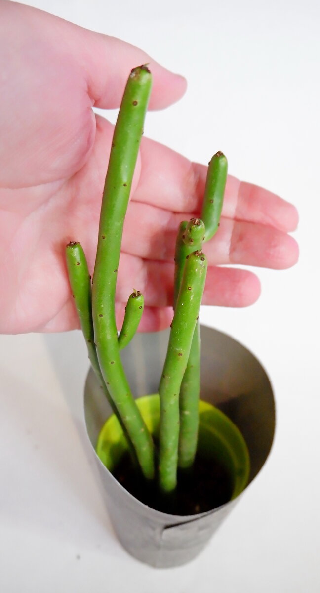 Молочай Тирукалли???