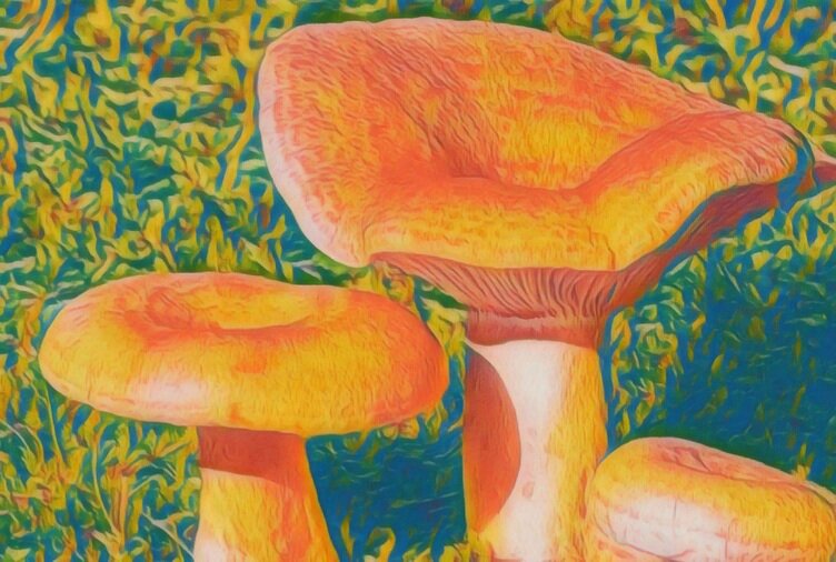 Рис. Семейство Рыжиков