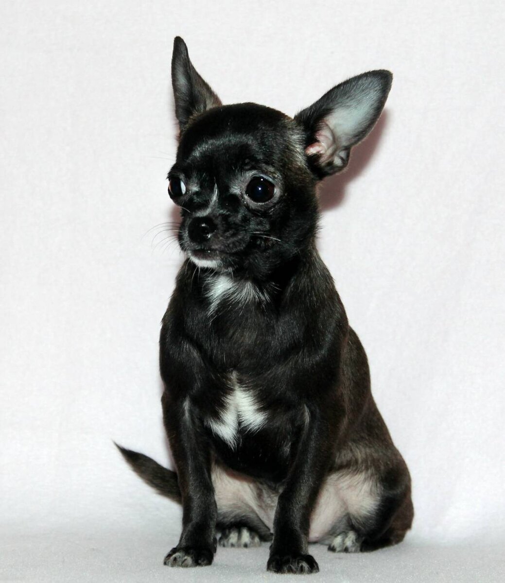 Картинка из сети интернет для иллюстрации