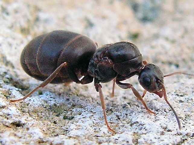 Так выглядит матка муравьёв lasius niger.