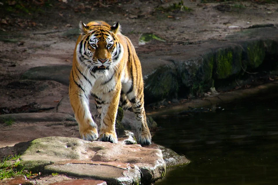 Tiger dream. Дом тигра в природе. Международный день тигра. Name Tiger's.