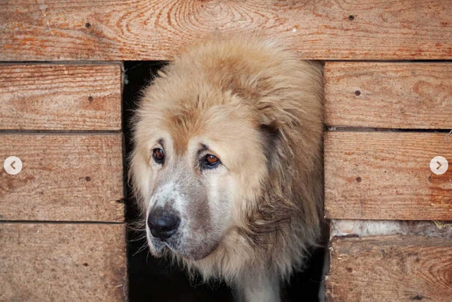 хакасия собака