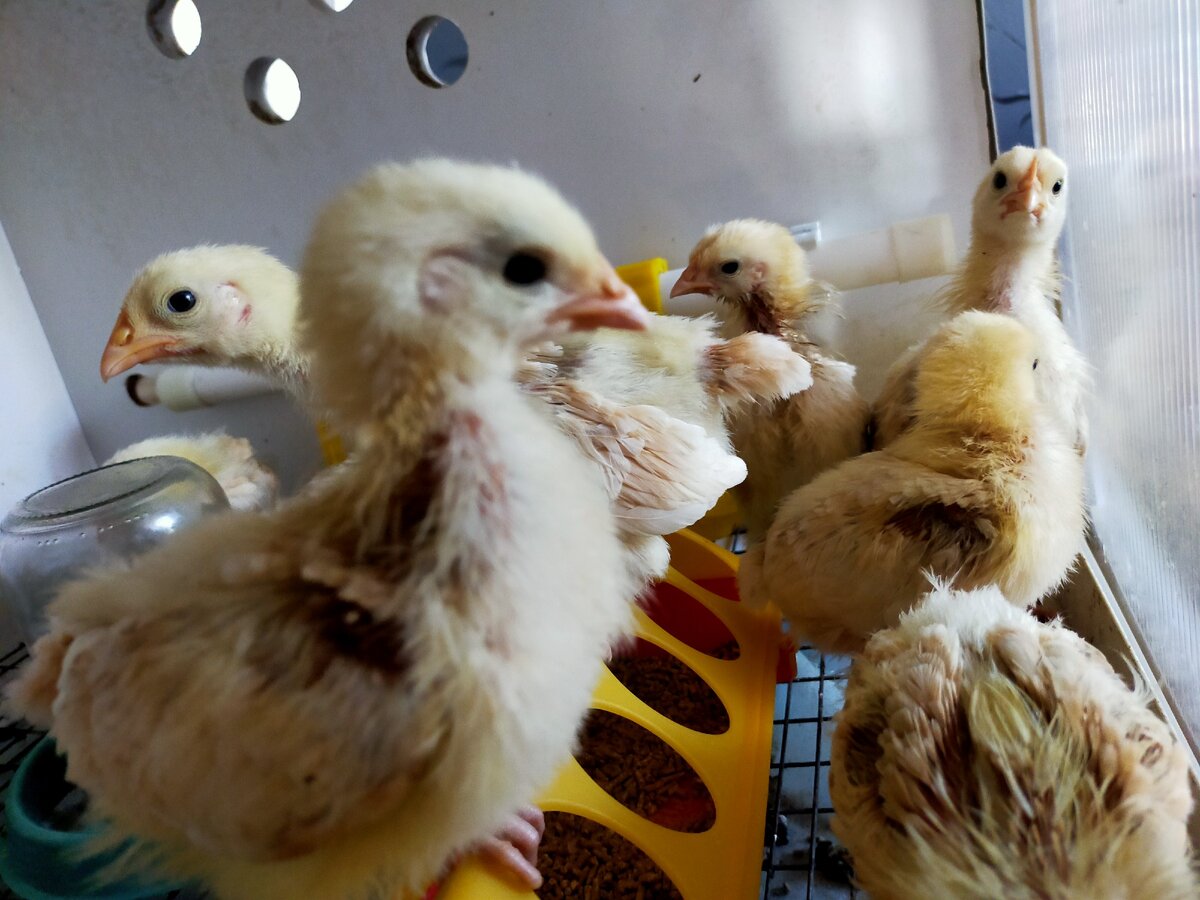 Фото от автора. Пощипались и обработала дегтем берёзовым.