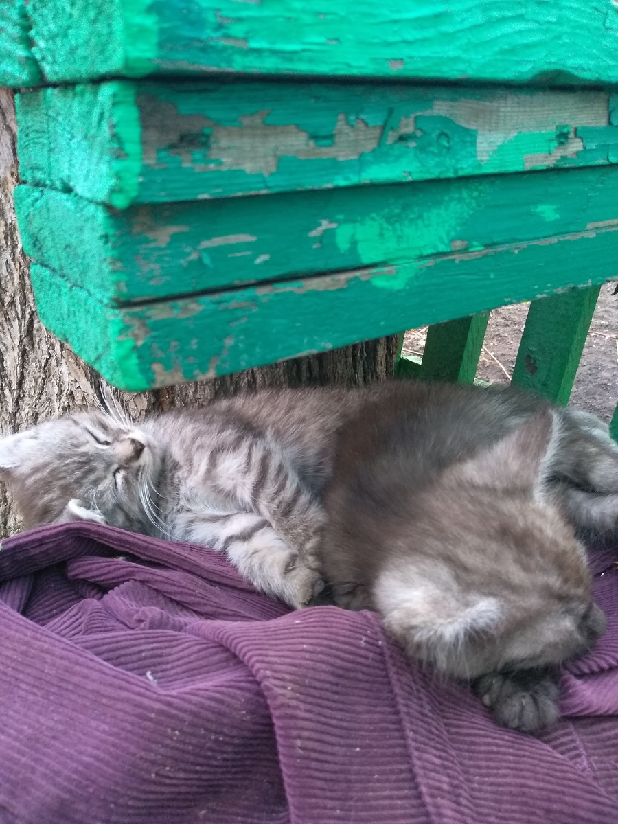 Этих котят, подброшенных к нашему подъезду удалось пристроить, благодаря расклеенным объявлениям с фотографиями