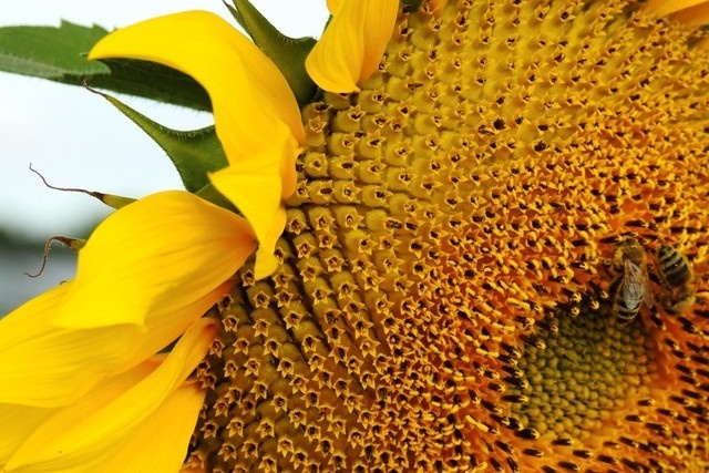 Источник фото: pxhere.com 