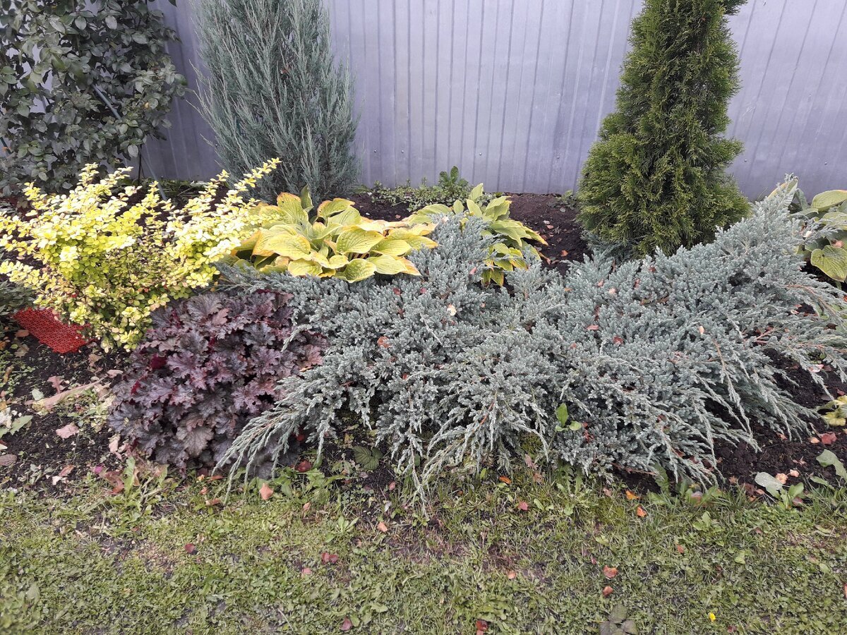 можжевельник Блу Карпет