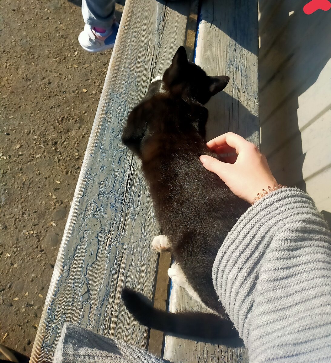 Окружить себя котами тоже есть черта характера сформированная из детства