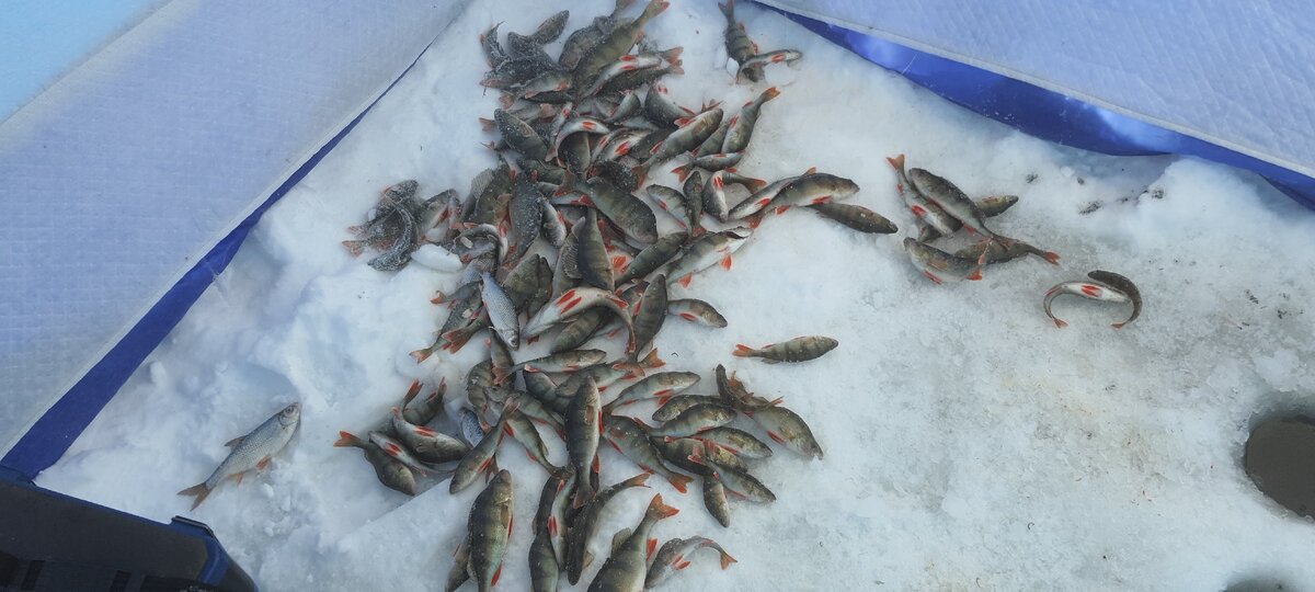 Рыбалка на окуня зимой