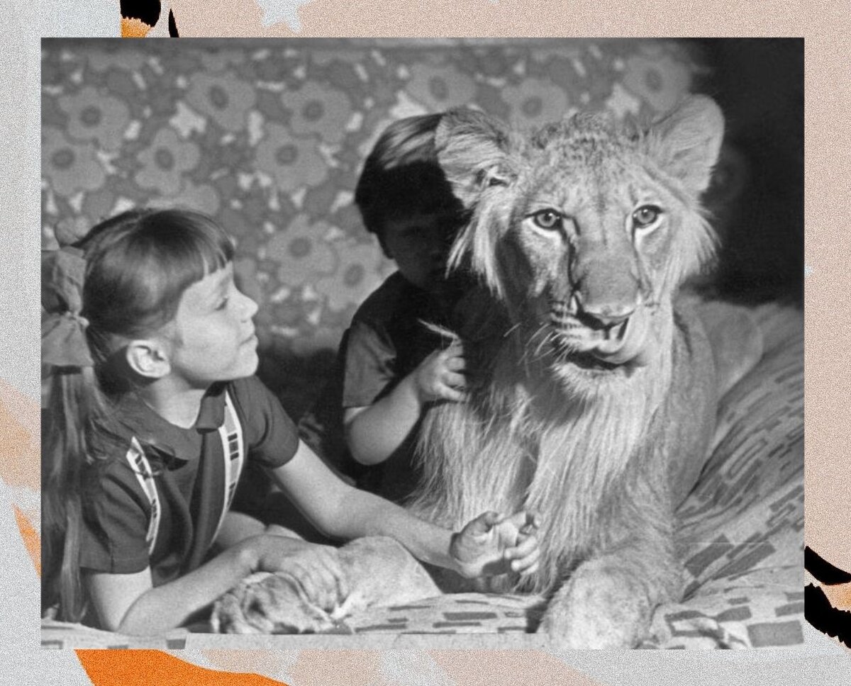 Лев кинг и семья берберовых. Семья берберовых трагедия. Лев львович берберов. Семейство берберовых трагедия. Берберова лев кинг.