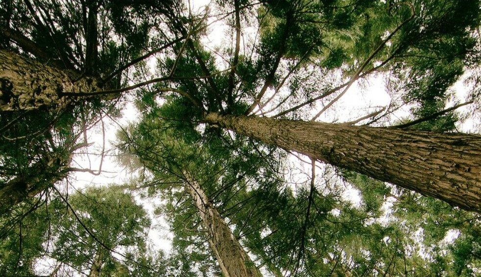 Объемы информации в интернете и в мозгу каждого человека сегодня похож на густой лес. Только еще гуще :) Фото: Canva.com