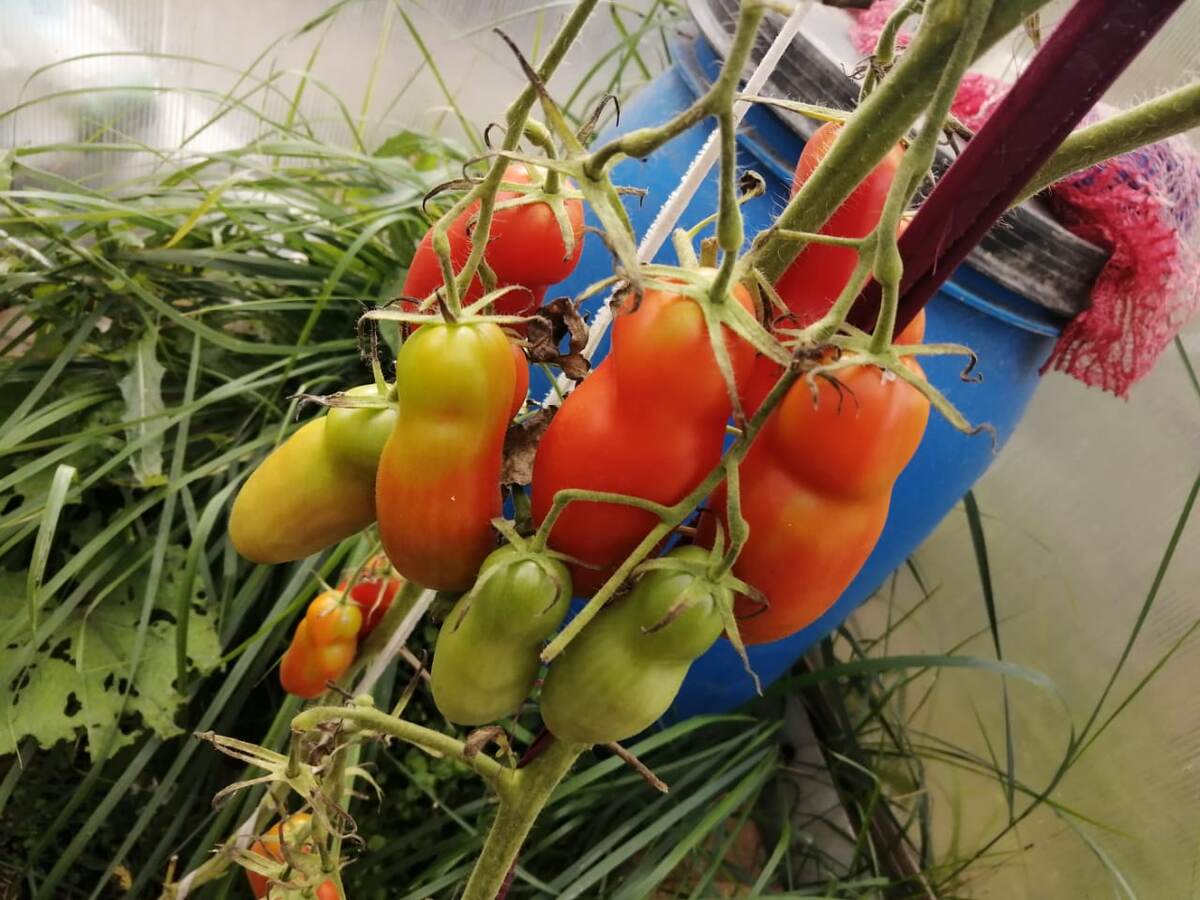 Томат "Дамаская радость" или " Мужское достоинство"